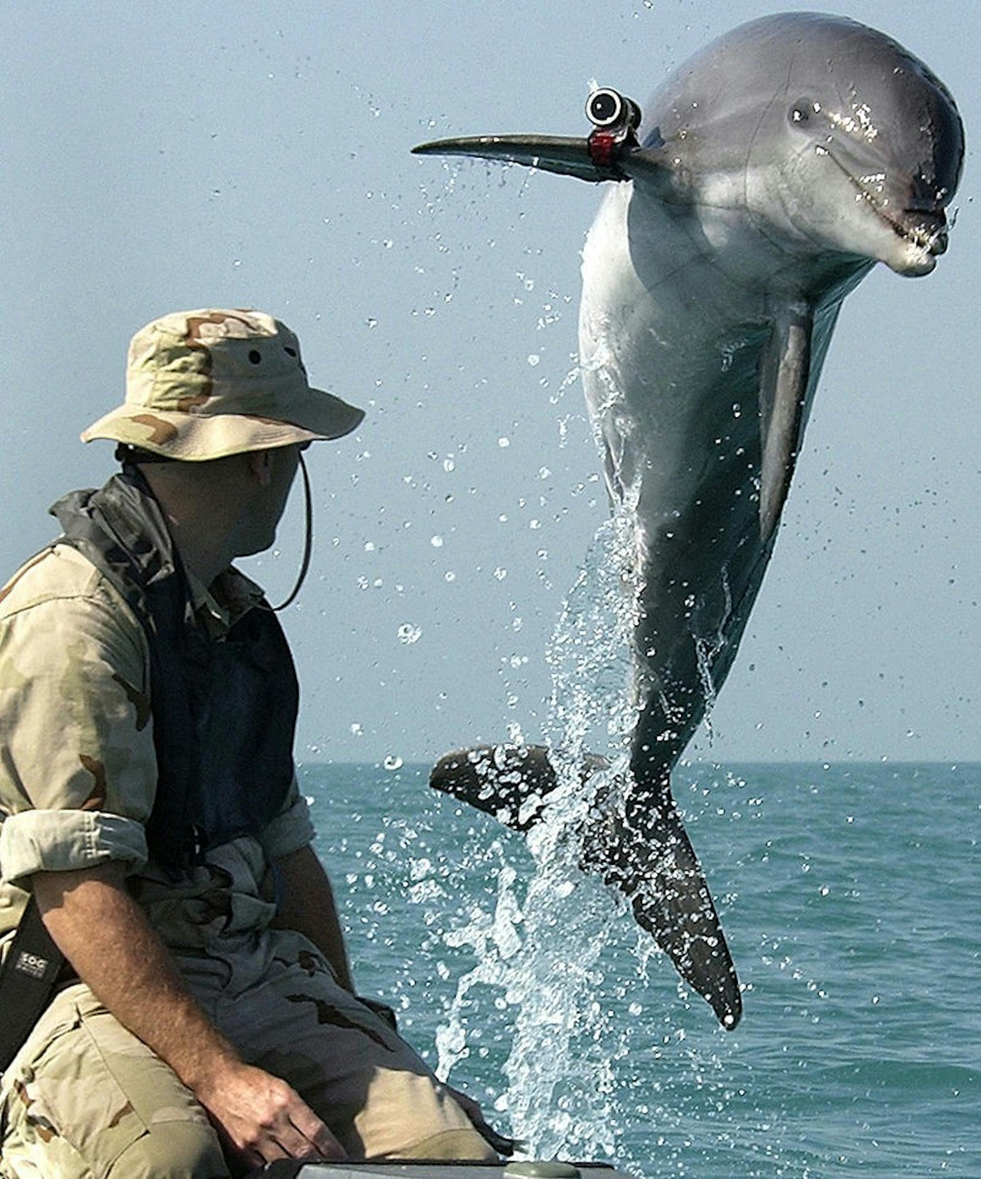 800px-NMMP_dolphin_with_locator.jpeg