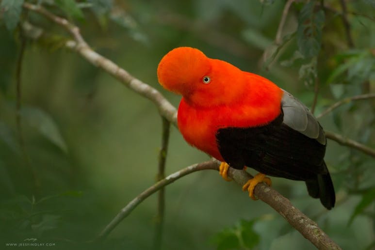 Andean Cock-of-the Rock.jpg