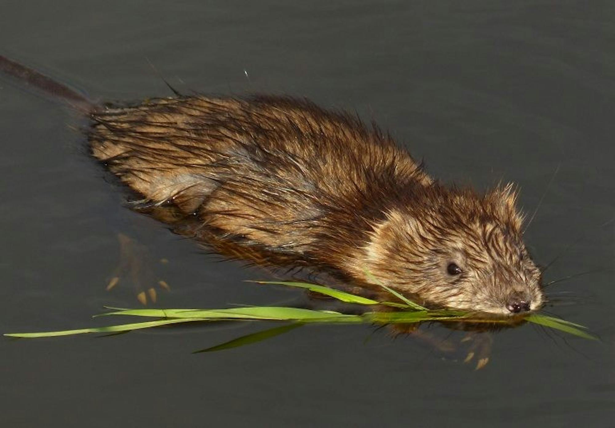 Muskrat.jpeg