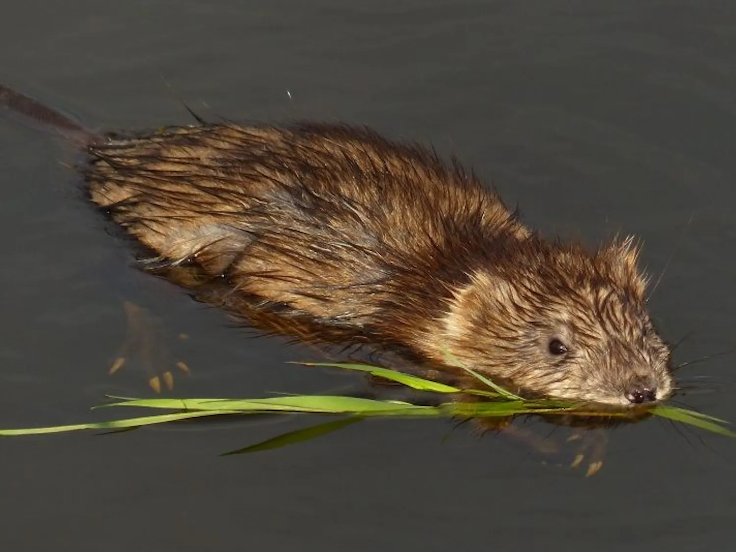 Muskrat.jpeg