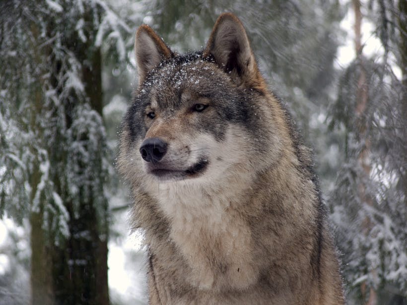 Gray Wolf