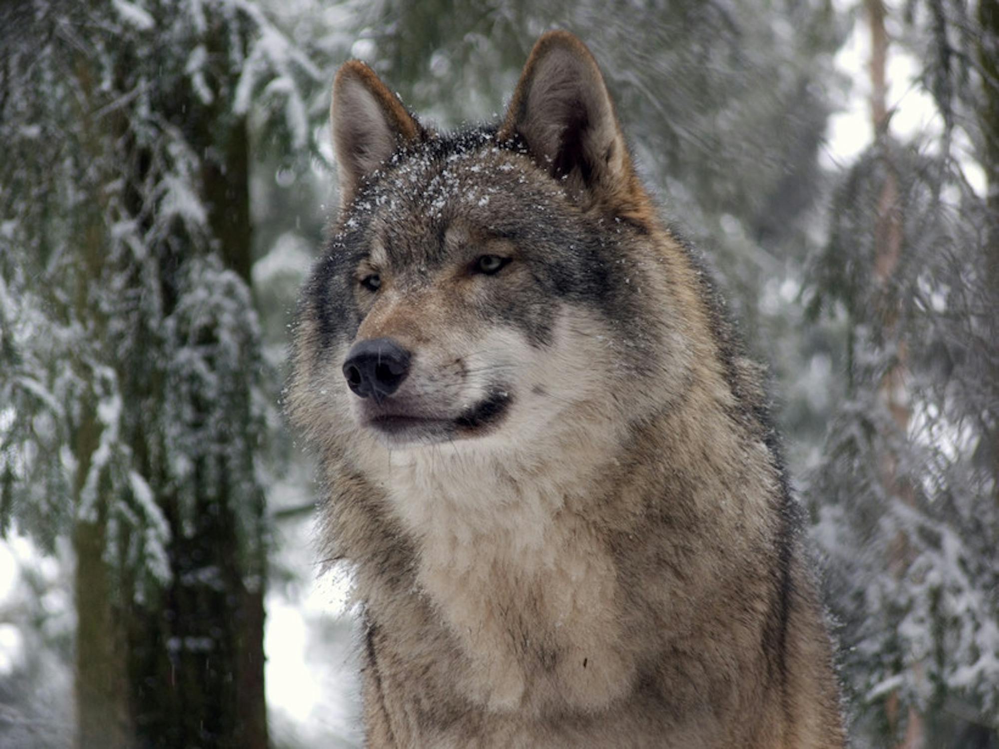 Gray Wolf