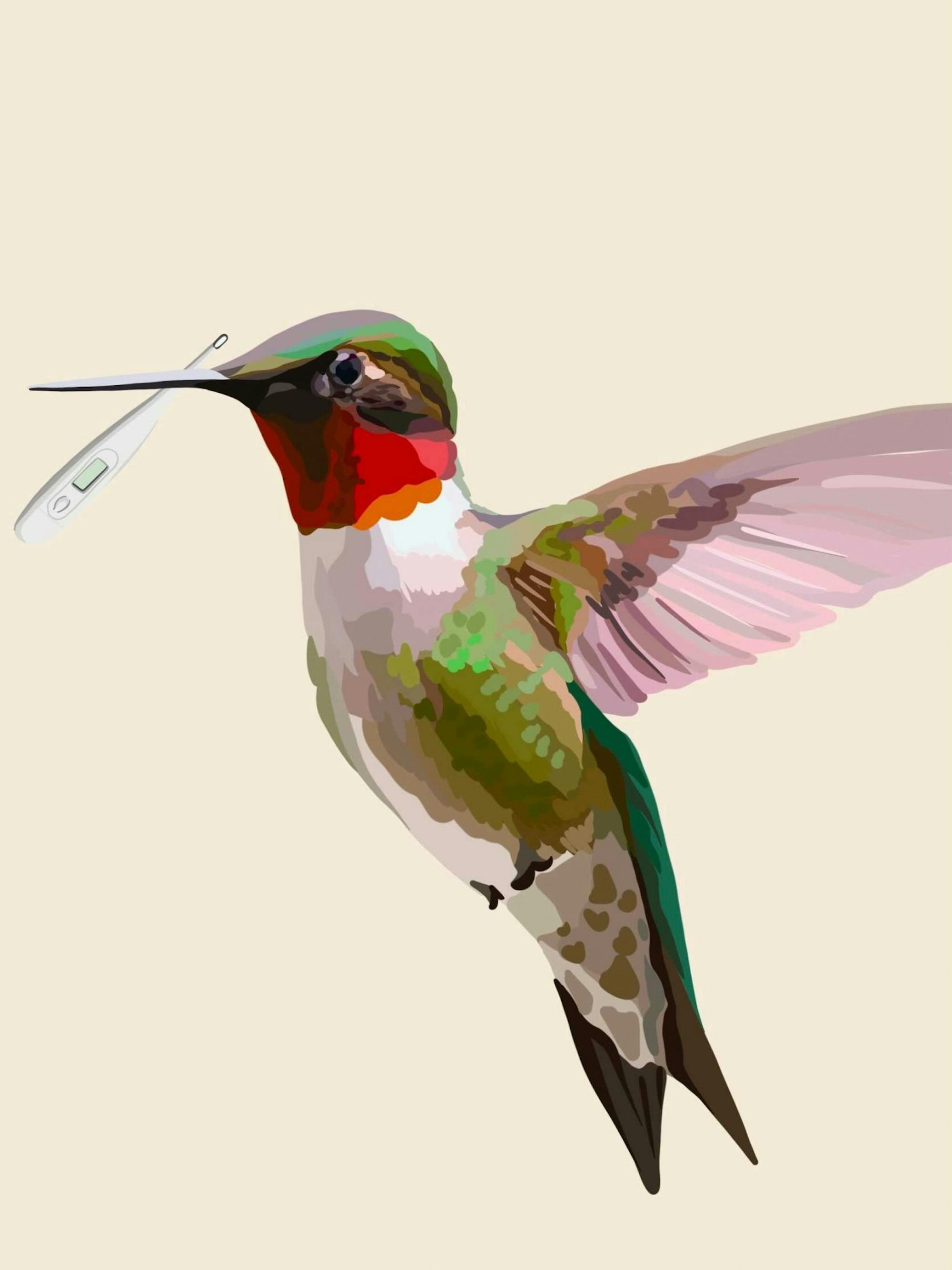 HummingBirdGraphic.jpg