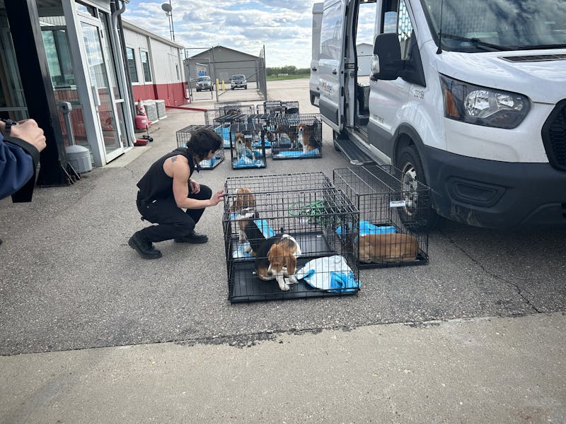 Rescuers fly Ridglan Farms beagles to shelters