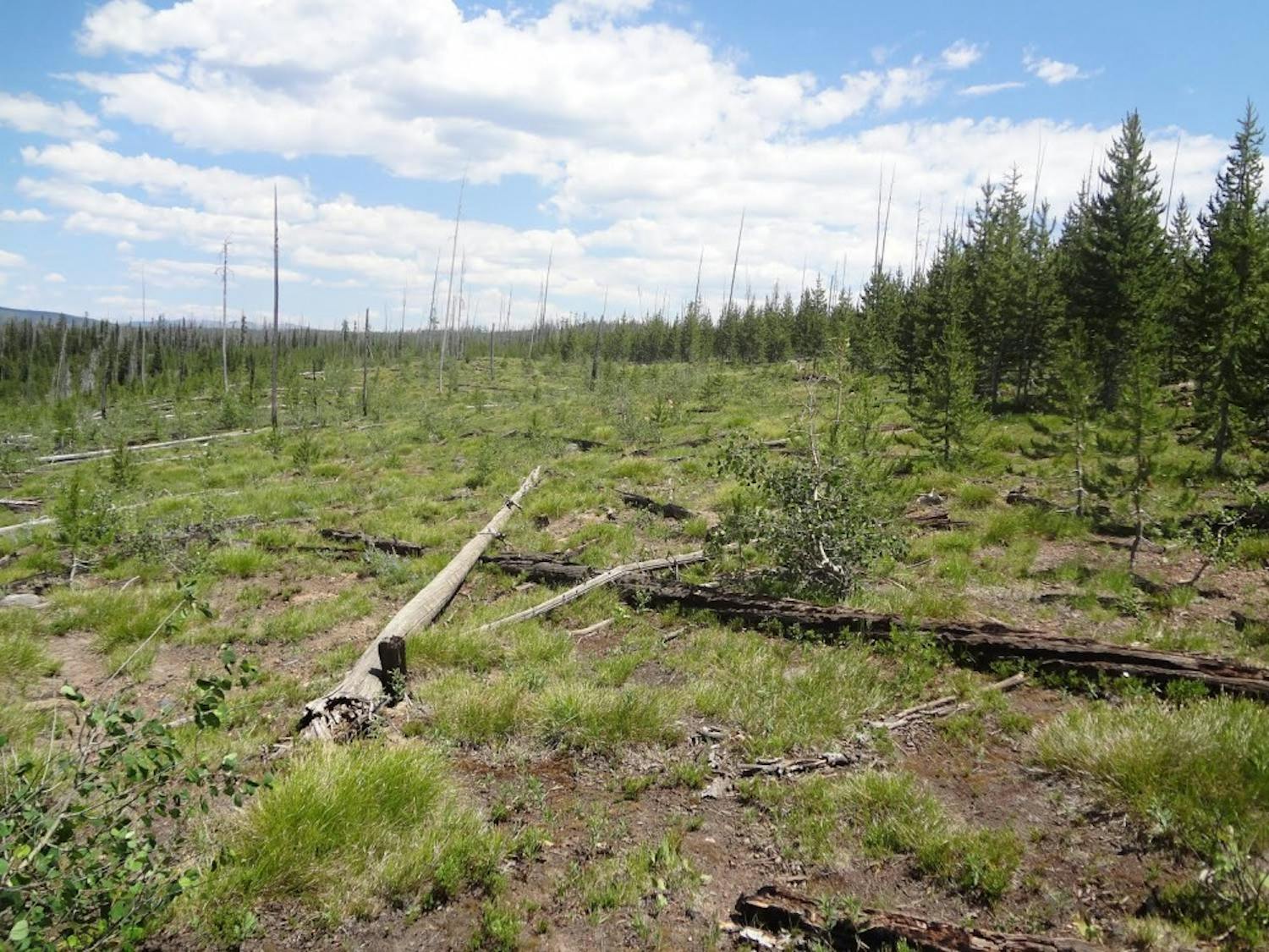 A regenerating Yellowstone forest, after the 1988 and 2000 fires. This demonstrates a loss of forest resilience.