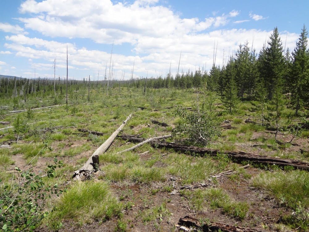 A regenerating Yellowstone forest, after the 1988 and 2000 fires. This demonstrates a loss of forest resilience.