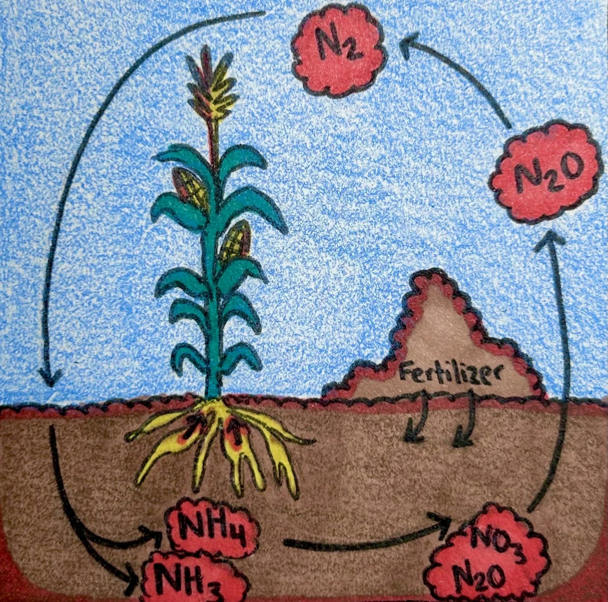 Nitrogen and Corn graphic 2025.jpg