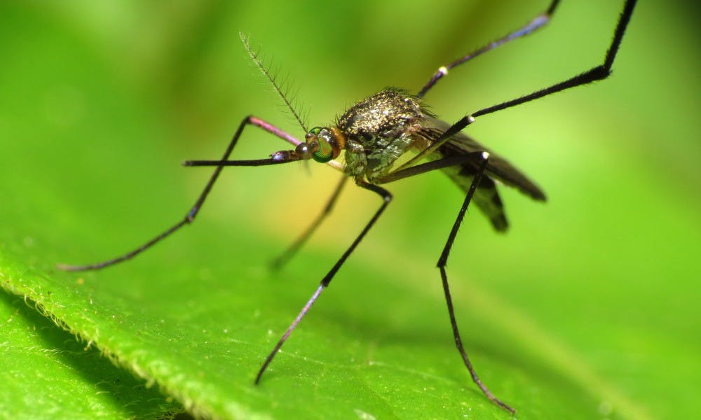 The likelihood of contracting the West Nile Virus, spread by mosquitoes, is low, but public health officials are encouraging residents to be cautious after two cases were discovered.