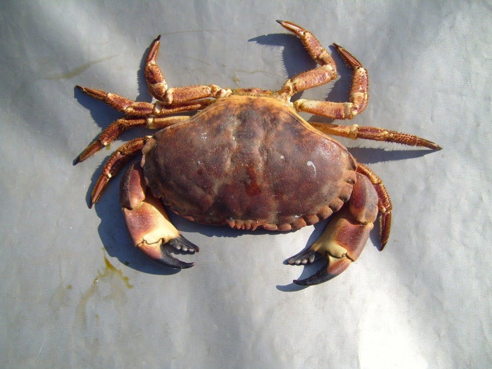 Crab