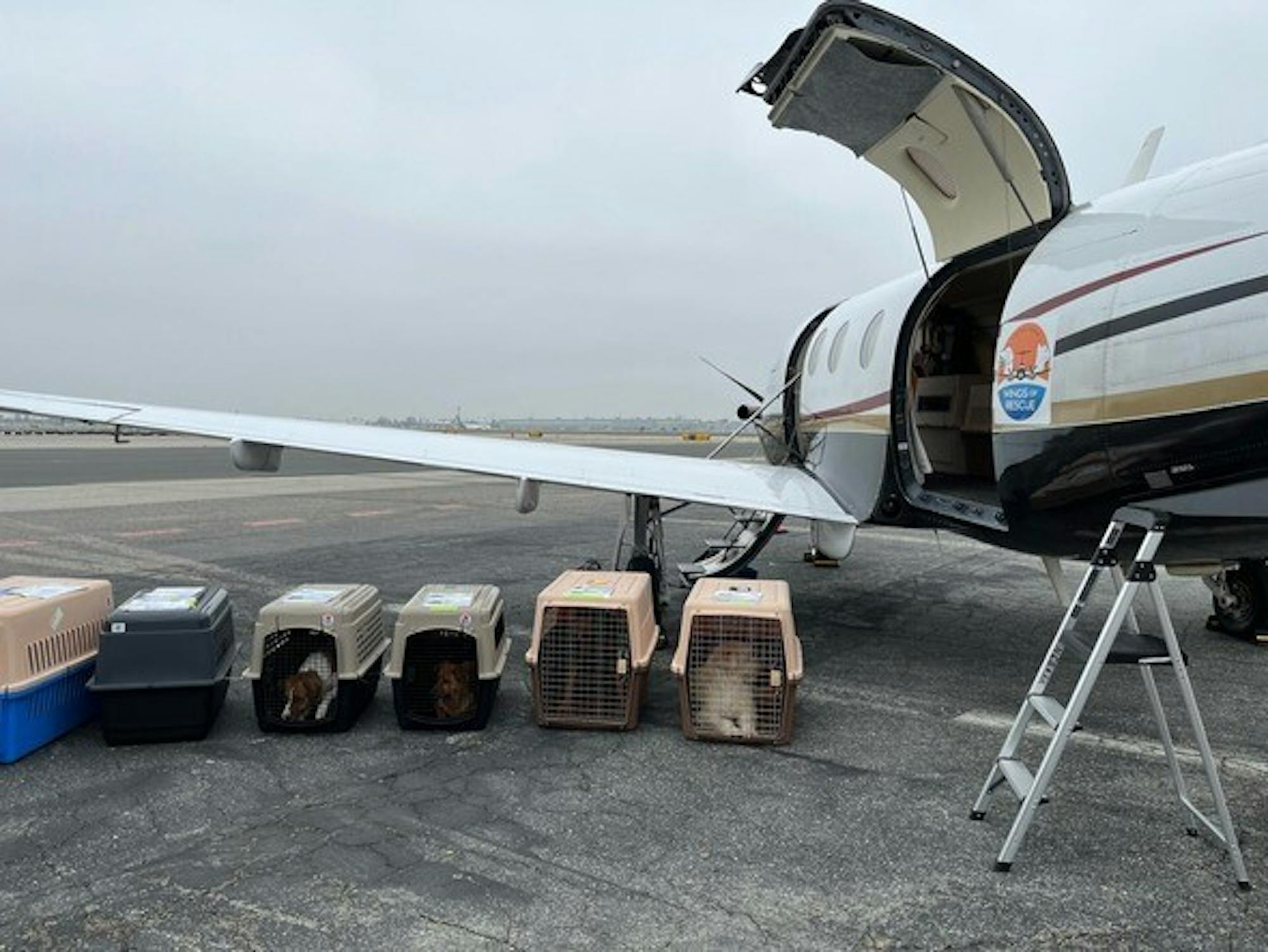 Dane County Humane Society Dogs off the Plane