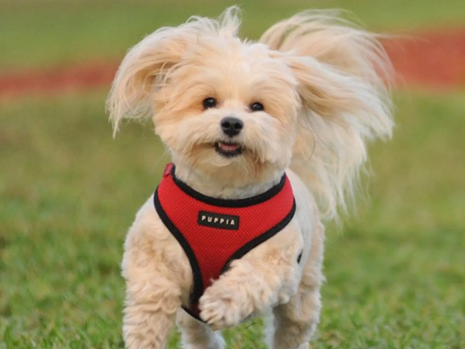 Keep your pets healthy, happy