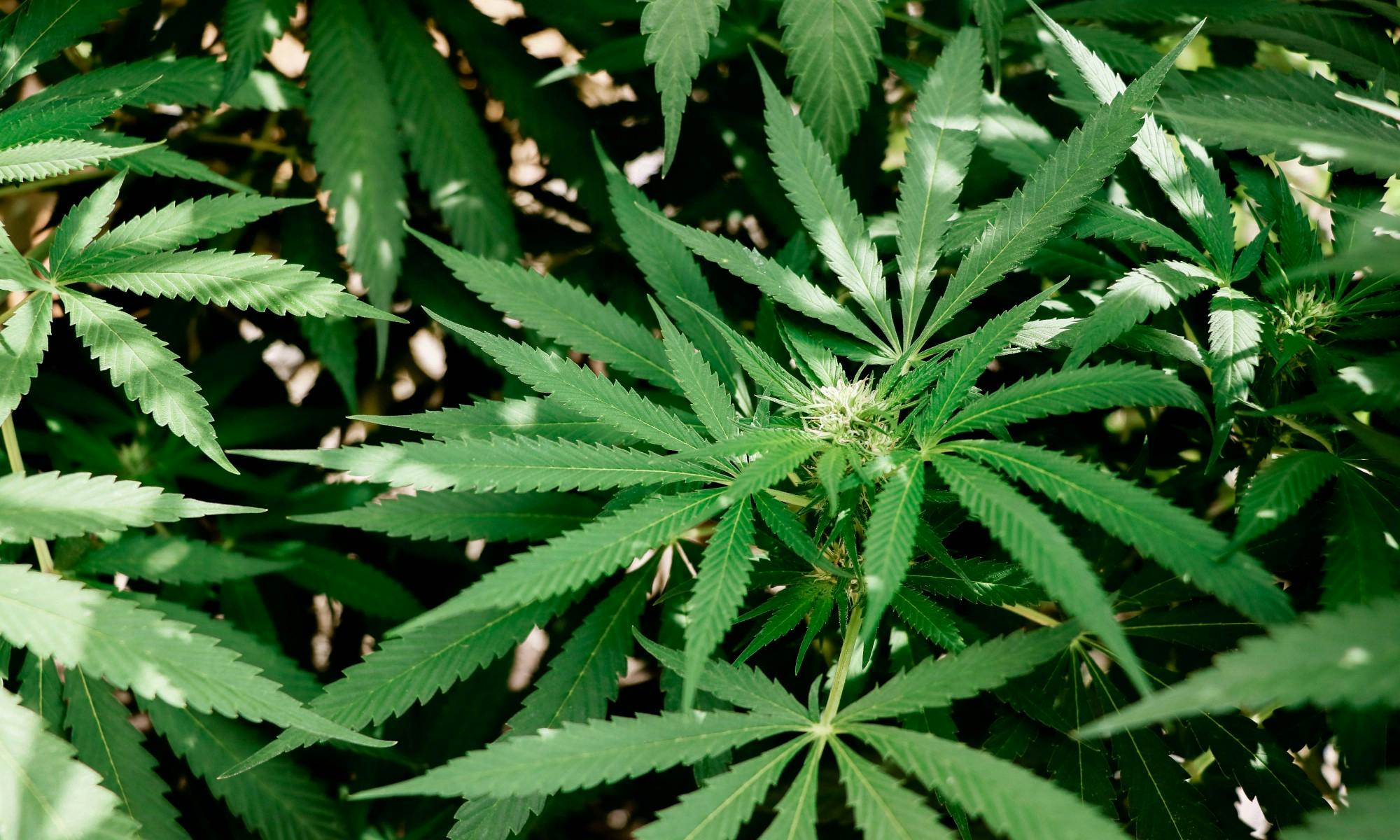 Photo of a Cannabis plant.