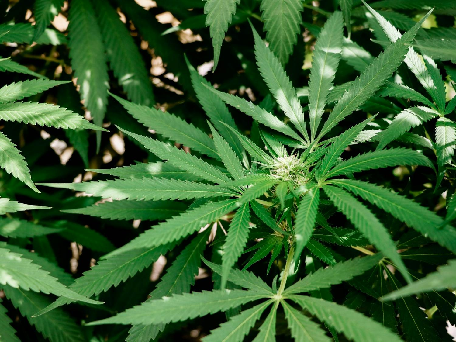 Photo of a Cannabis plant.