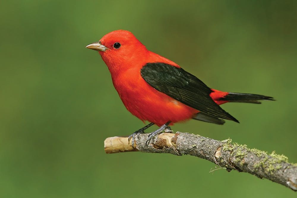 Scarlet Tanager