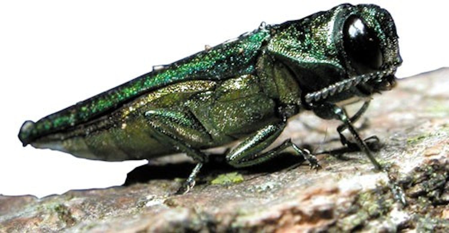 The emerald ash borer has killed millions of trees since being discovered in 2002.