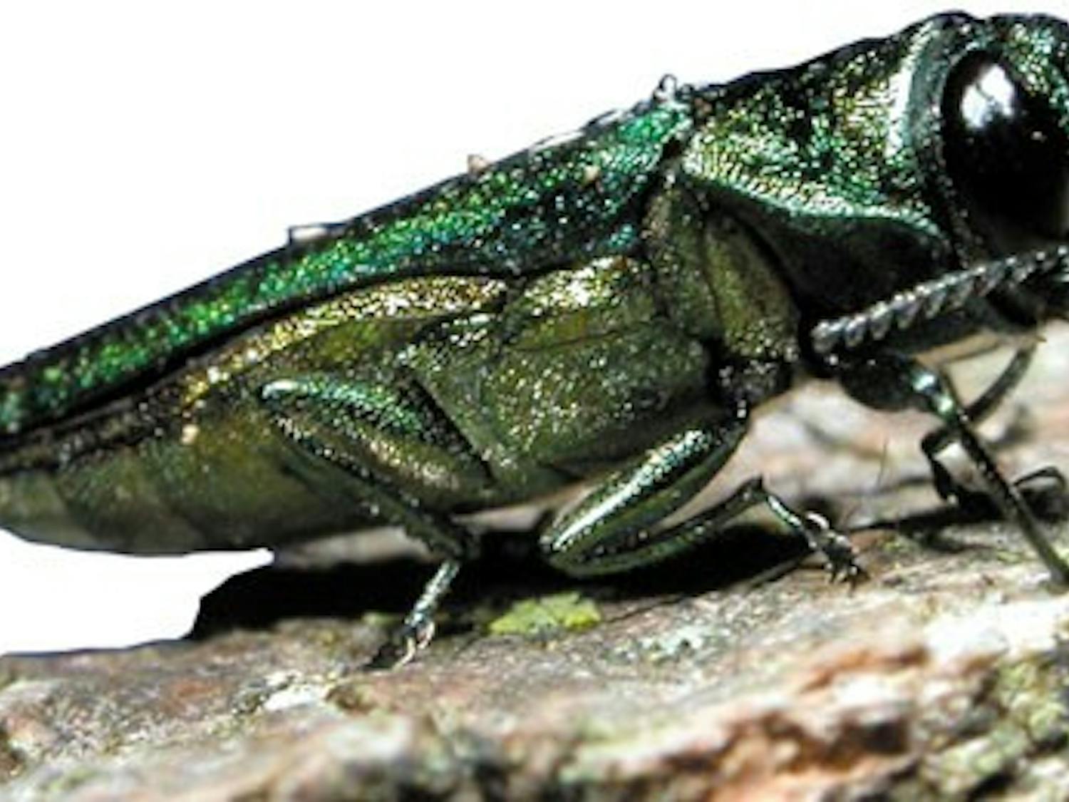 The emerald ash borer has killed millions of trees since being discovered in 2002.