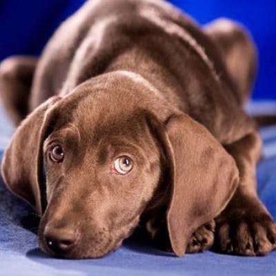 The Puppy Bowl deserves a treat for offering an alternative to the big game