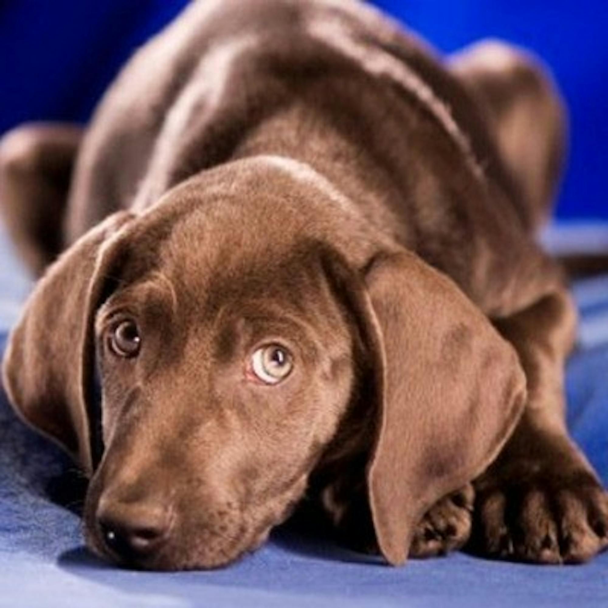 The Puppy Bowl deserves a treat for offering an alternative to the big game