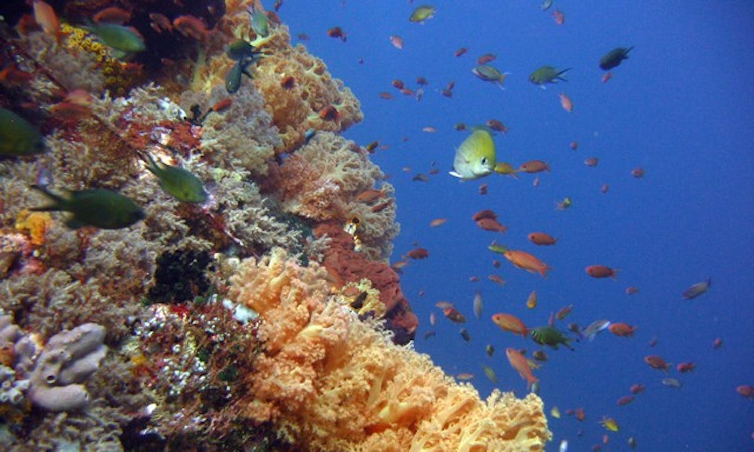 Photograph of fish swimming through a coral reef