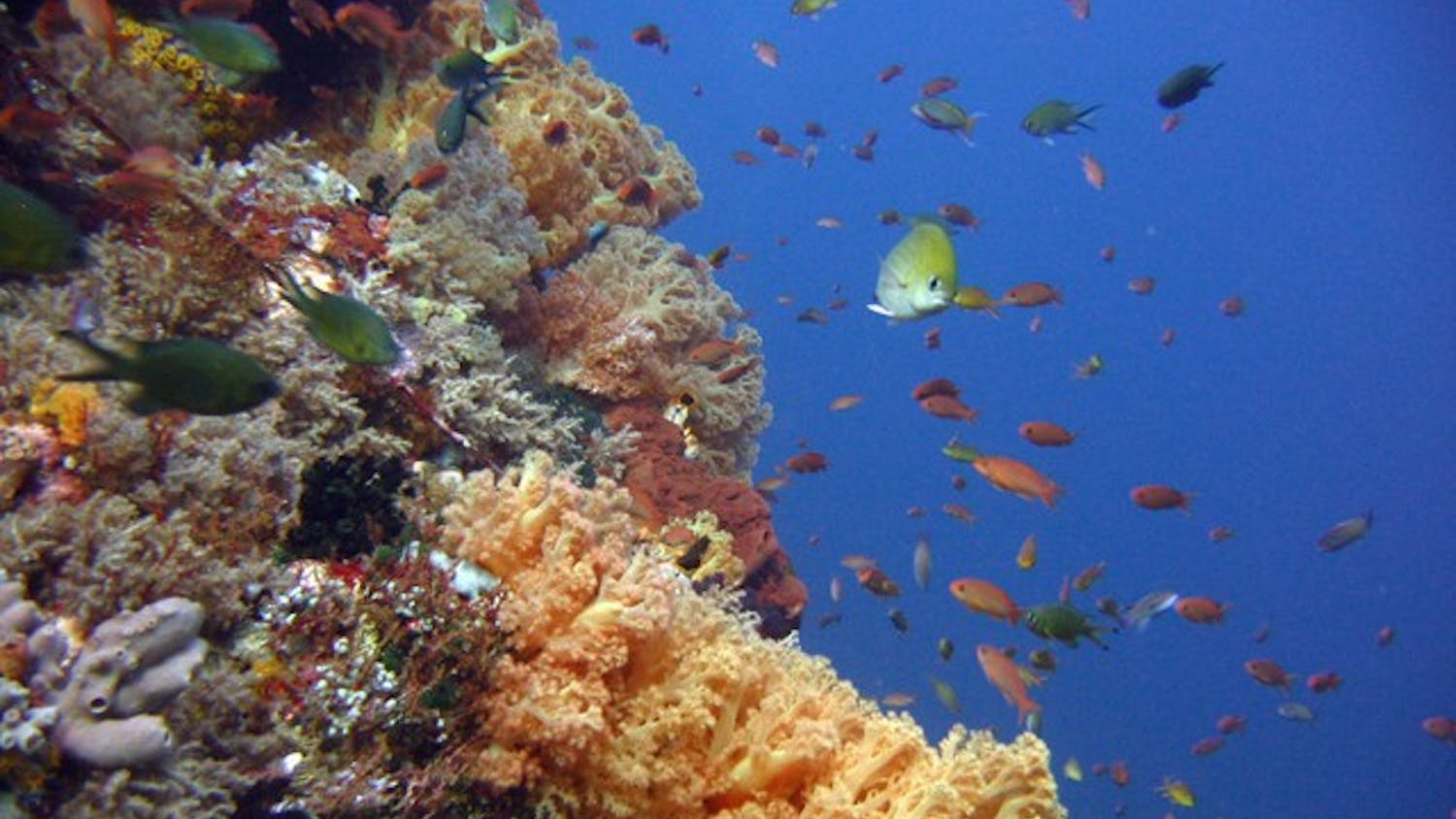 Photograph of fish swimming through a coral reef