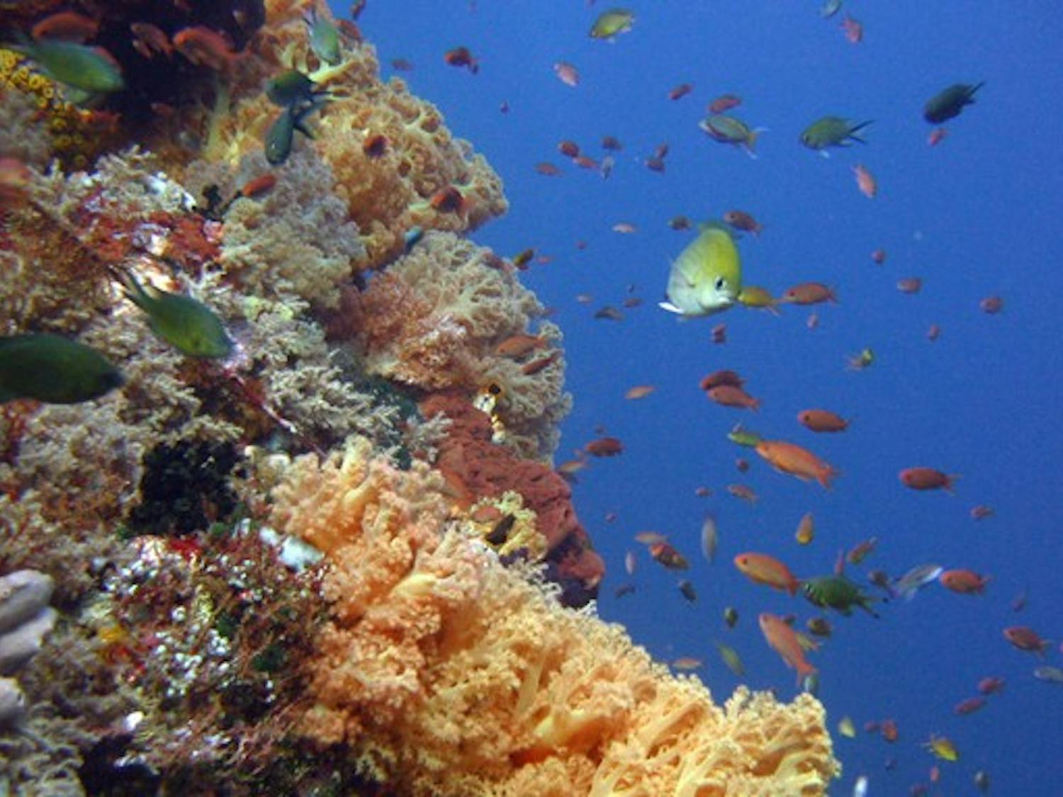 Photograph of fish swimming through a coral reef