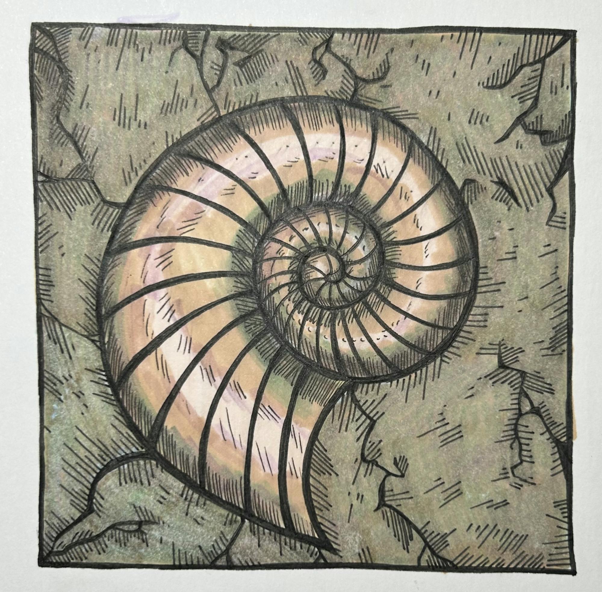 Nautilus Fossil