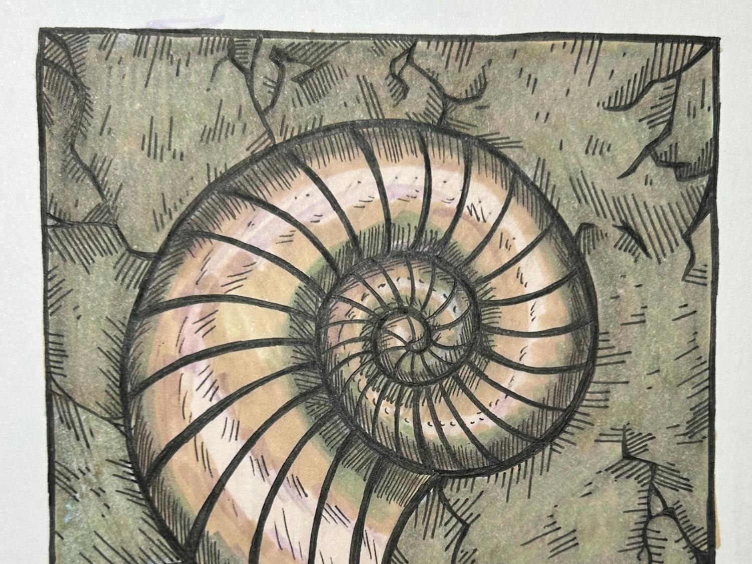 Nautilus Fossil
