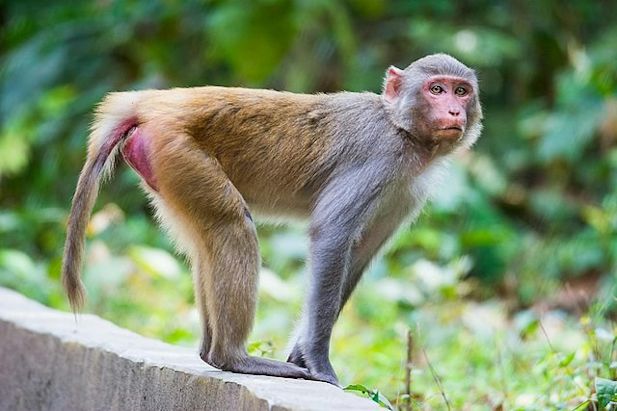 Rhesus_Macaque_monkey_the_look.jpg