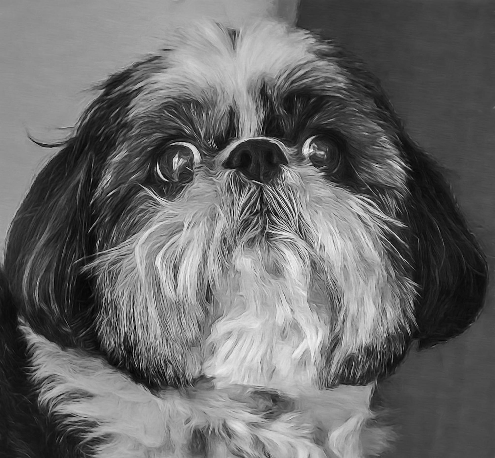 Shihtzu_FotoGrazio.jpeg