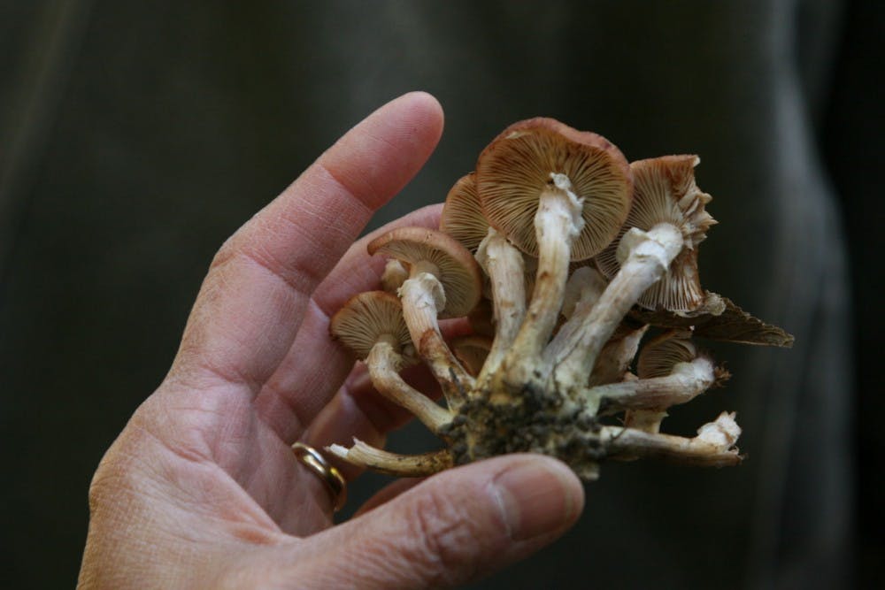 Fungus 1