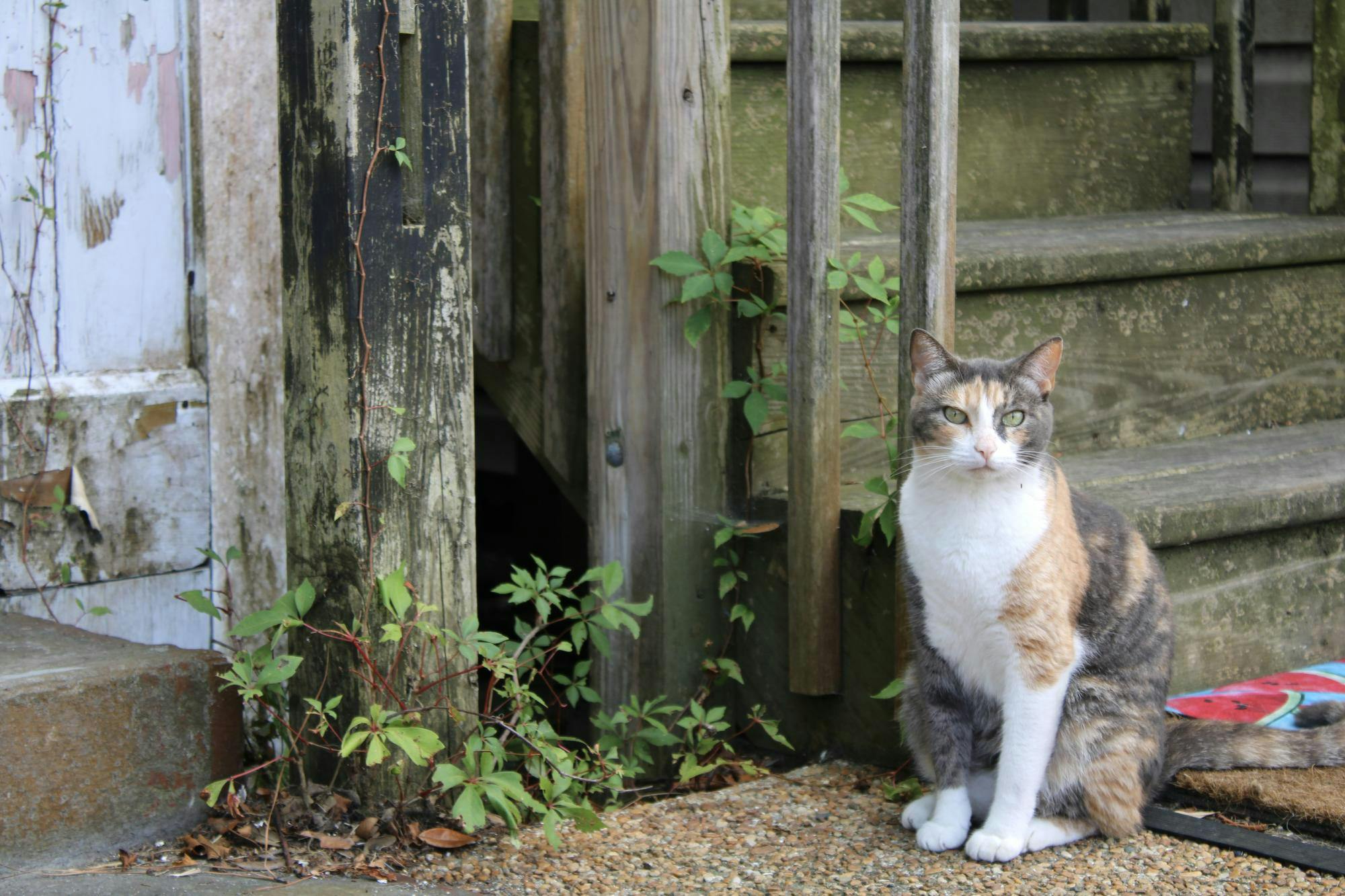 manteo-katiehall-13