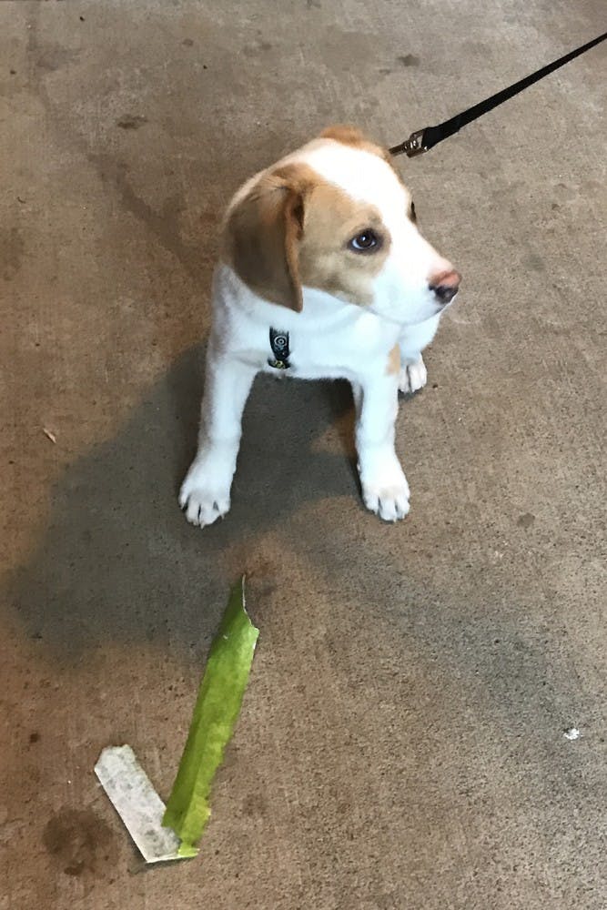 Finn and McDonald take one of their puppies for a walk.