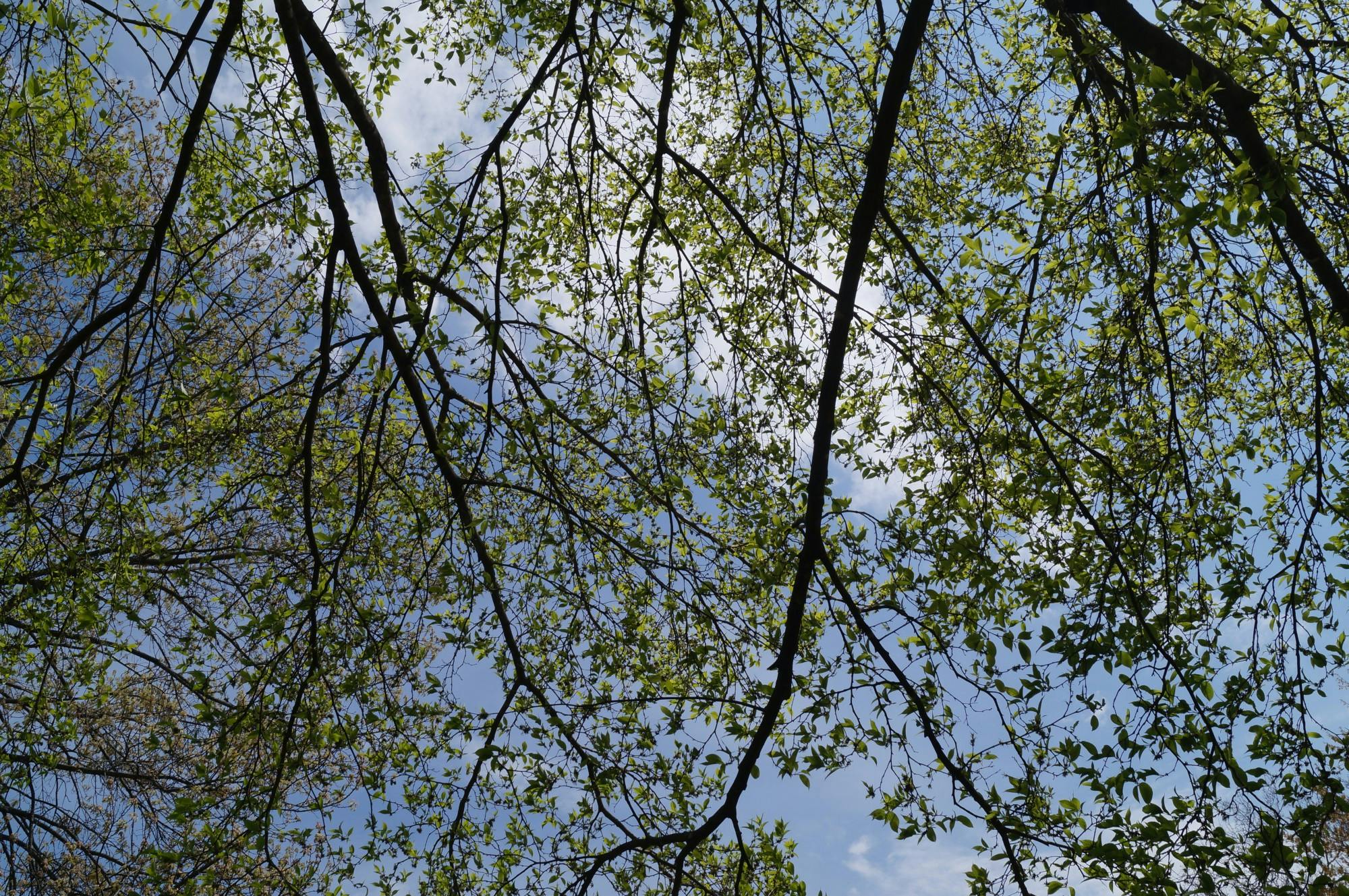 At the corner of 10th and Page, the tree canopy is rapidly deteriorating.&nbsp;