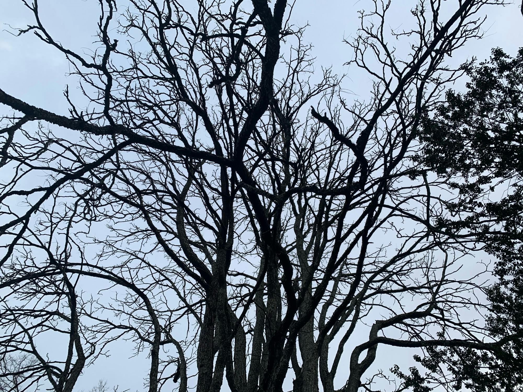 I was forced to withdraw from the University, uncertain of whether I would be admitted into another school, and if I did, whether I’d ever be able to return to a college campus again. Meanwhile, the Respondent was given a degree.