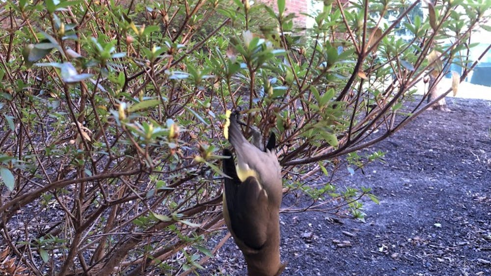 Three cedar waxwings were found dead in various locations near Ruffner Hall after presumably crashing into large glass windows of the building.