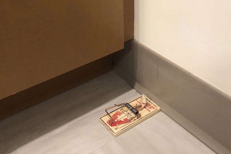 Facilities laid traps in Choi's apartment last Friday, after she and her roommates reported a third mouse.