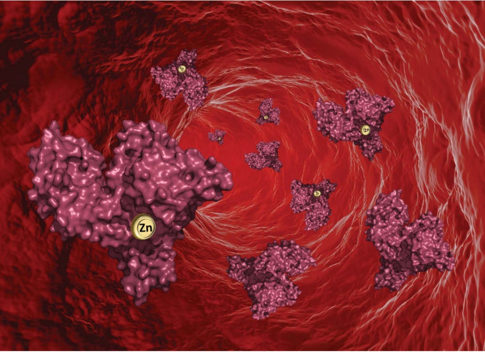 Albumin, a protein that transports important materials throughout the human body, was found to be imperative in the movement of zinc, which is needed for immune function and the healing of wounds.&nbsp;