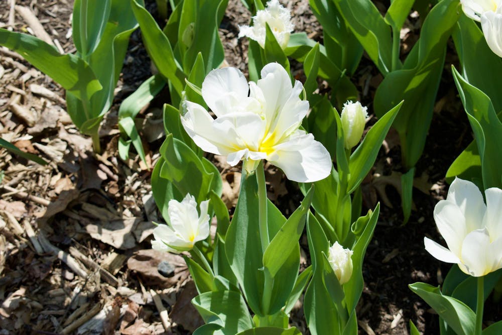 mcl-0206