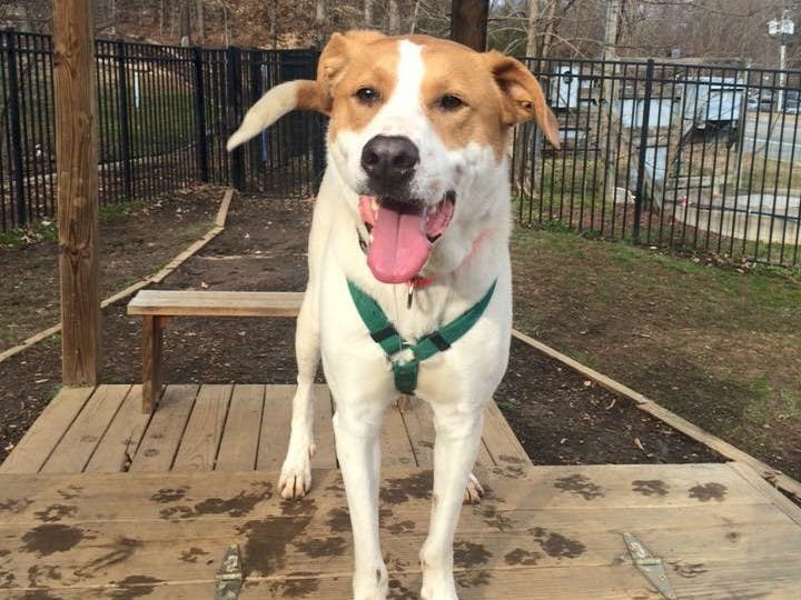 The Charlottesville-Albemarle SPCA is a no-kill organization that takes in animals from the streets, owners who can no longer take care of them, disaster ridden areas and surrounding shelters when they grow overcrowded.&nbsp;