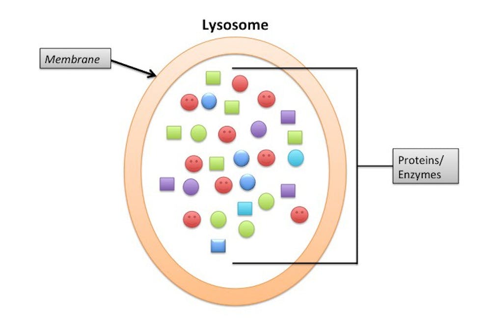 <p>Lysosomes break down extra materials in the cells. Cancer and Ebola can hijack this process, using the materials to support their own growth.</p>