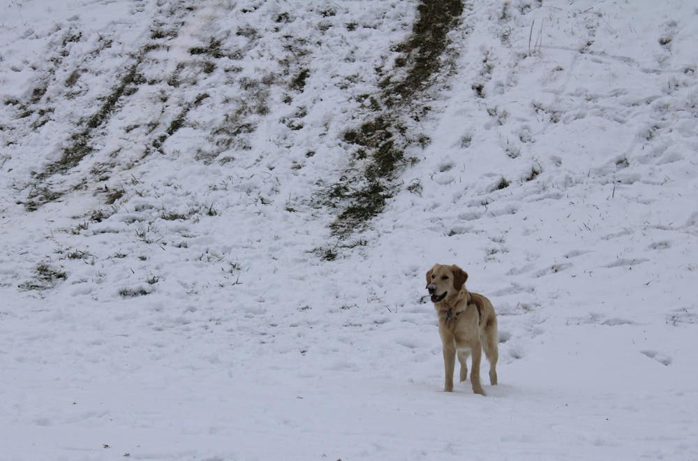 otisgoldenretriever3-katiehall-120525-jpeg