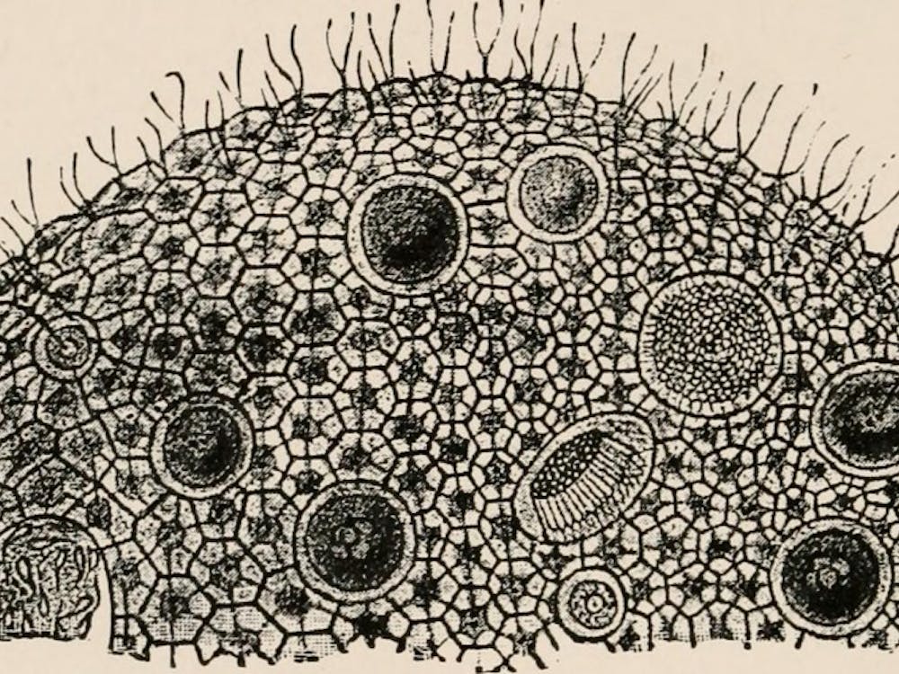 Male contraceptives focus on preventing sperm from being ejaculated, eliminating any chance they may fertilize a female egg.