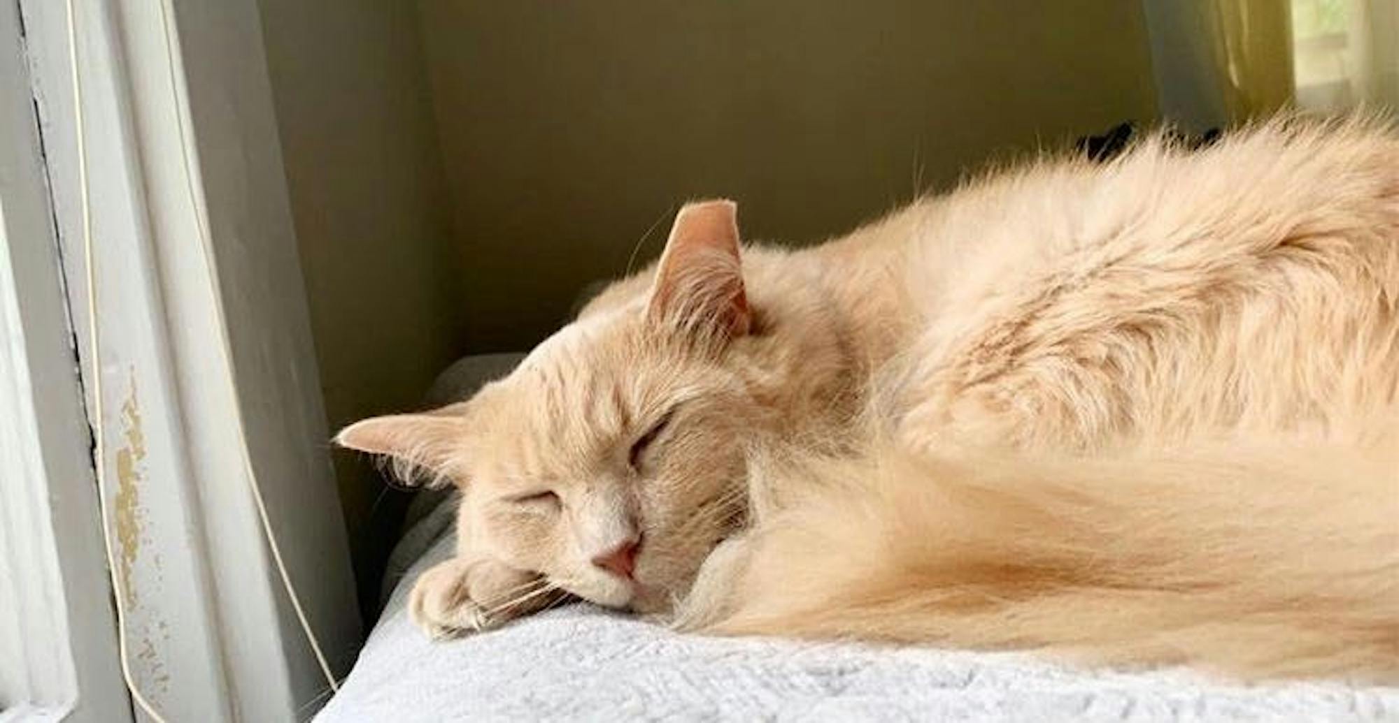 hu-cat-elisharypkema