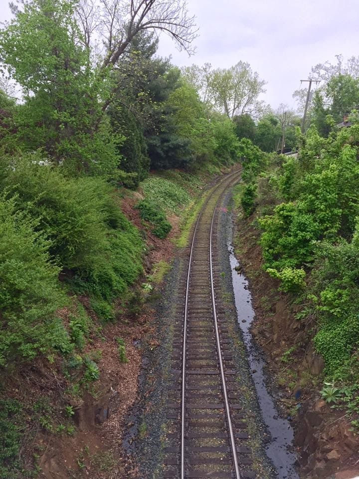 U.Va. Sustainability hosted an Earth Day clean-up at the stream by Beta Bridge, which tends to collect trash.