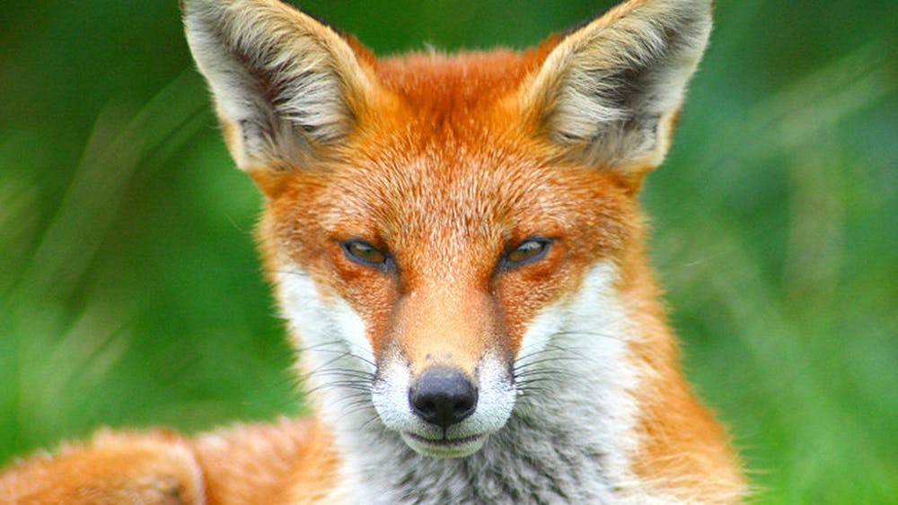 No foxes or attacks have been reported near Grounds.