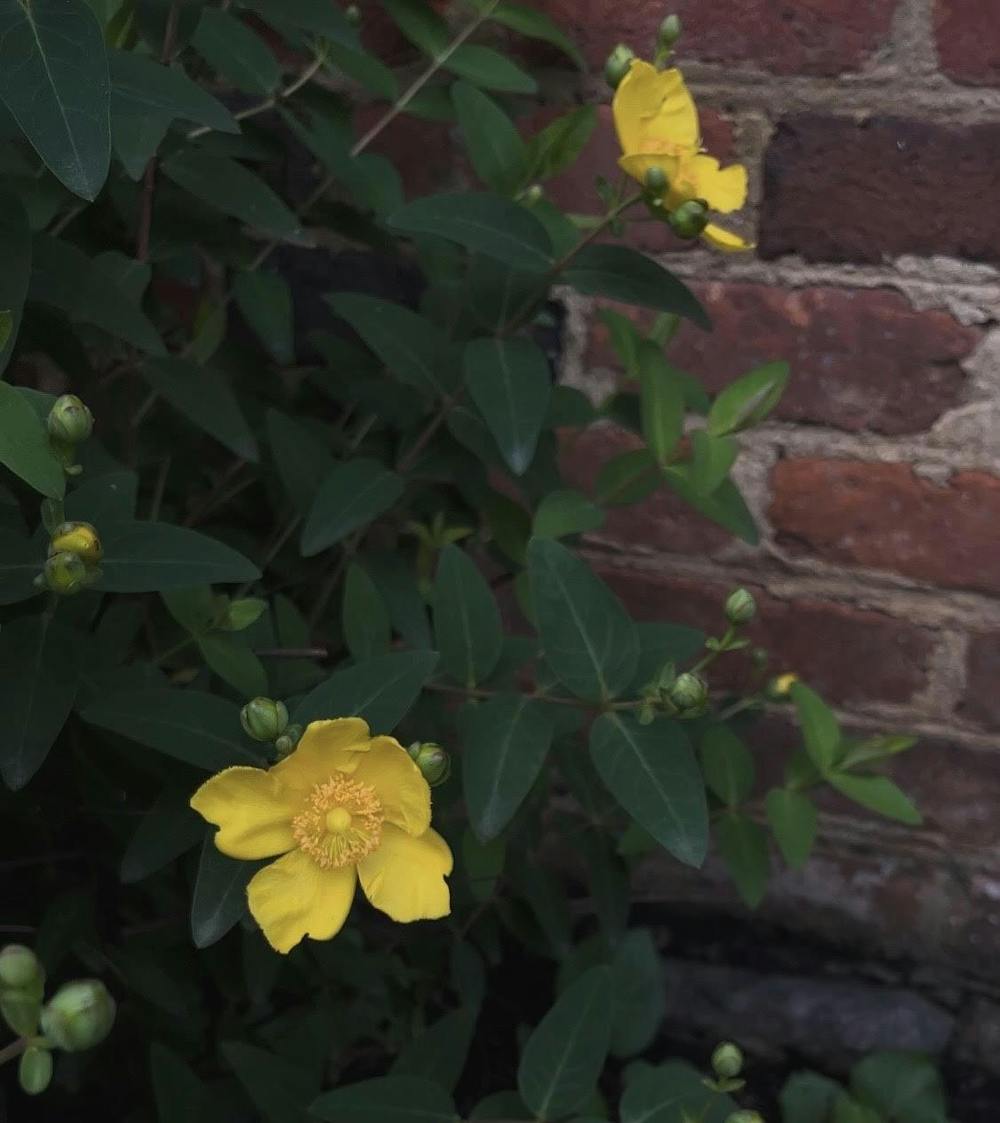 Oxford University highlights that information in its garden, with placards about various plants’ usages in modern medicine. The University could do the same.