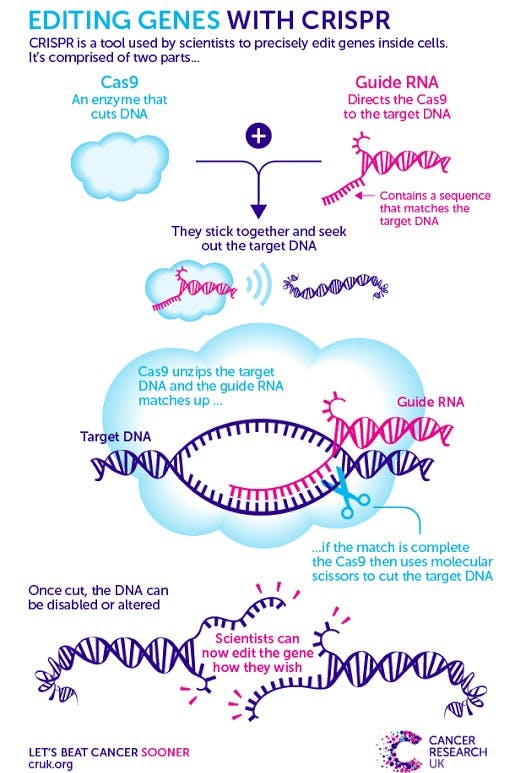 CRISPR technology allows for gene editing.