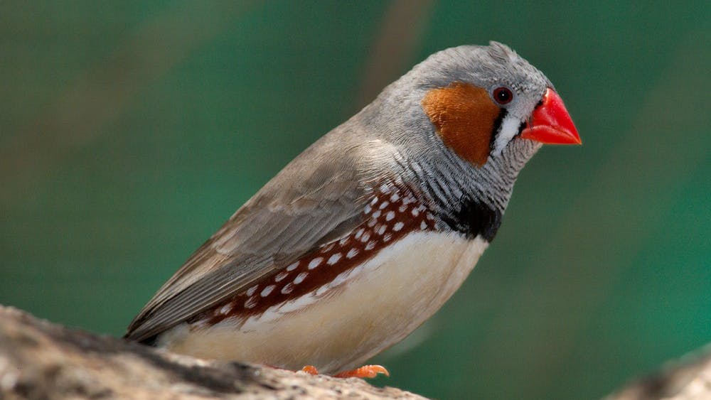 Researchers develop a model to study language processing disorders using Zebra Finches.