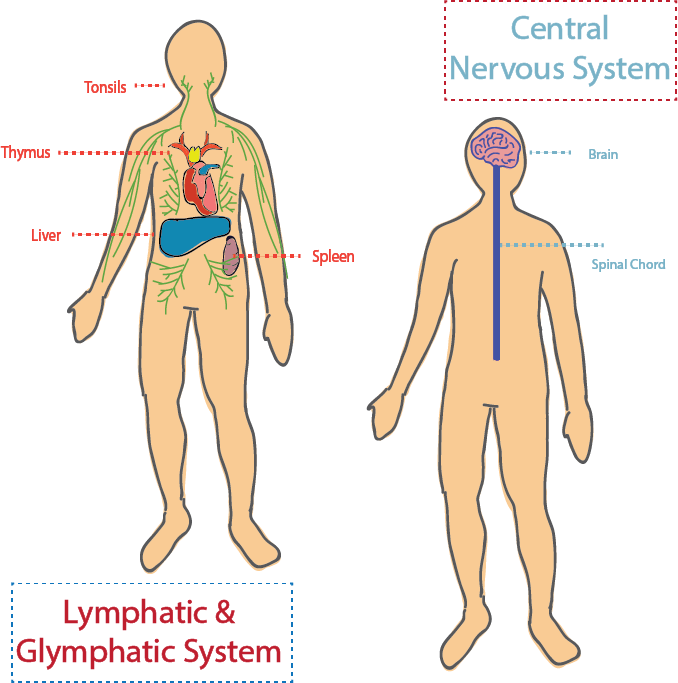 Kipnis Lab studied the connection between the central nervous system and other systems within the body to treat neurodegenerative disease. &nbsp;