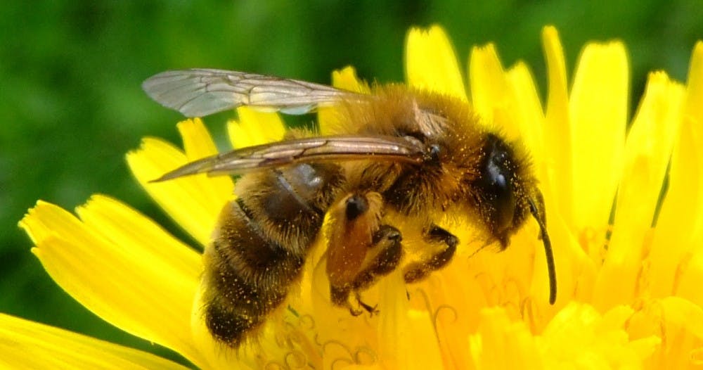 <p>Bees, key influencers of plant longevity and production, face endangerment due to a variety of environmental and human factors.</p>